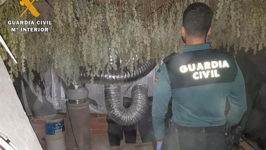 La Guardia Civil desmantela una plantación de marihuana en Villanueva de Córdoba