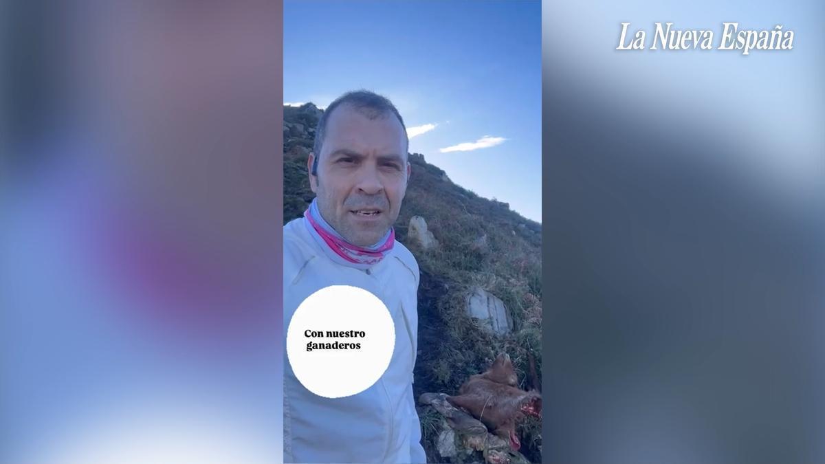 VÍDEO: José Manuel González, alcalde de Cangas de Onís, habla sobre los daños del lobo