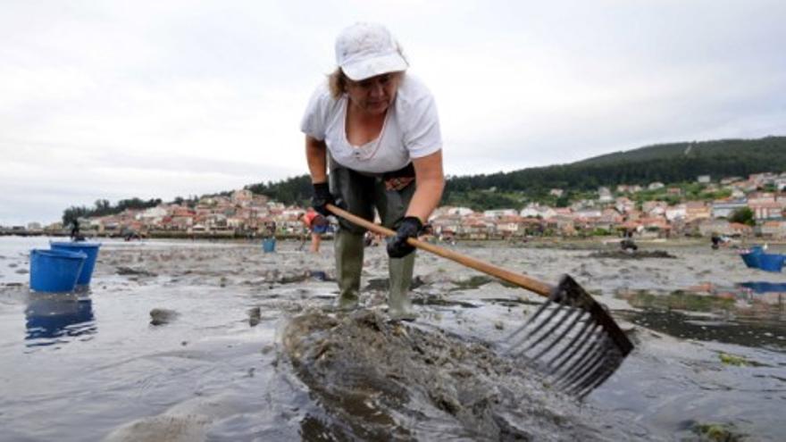 Las mariscadoras gallegas vuelven a faenar