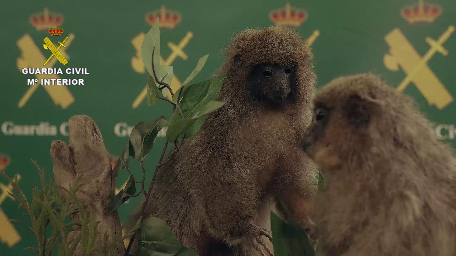 FOTOS | Las imágenes de la colección de animales disecados hallada en Bétera, la más grande de España