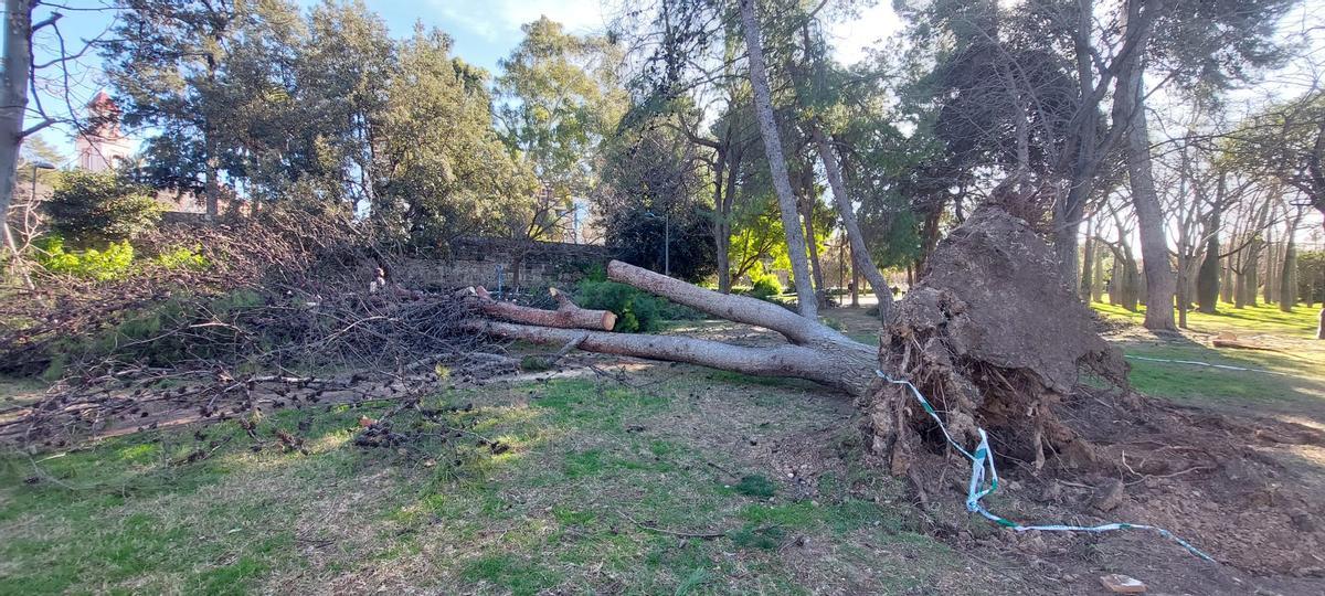 El Jardín del Turia, una zona de guerra tras el paso de la borrasca Leonardo