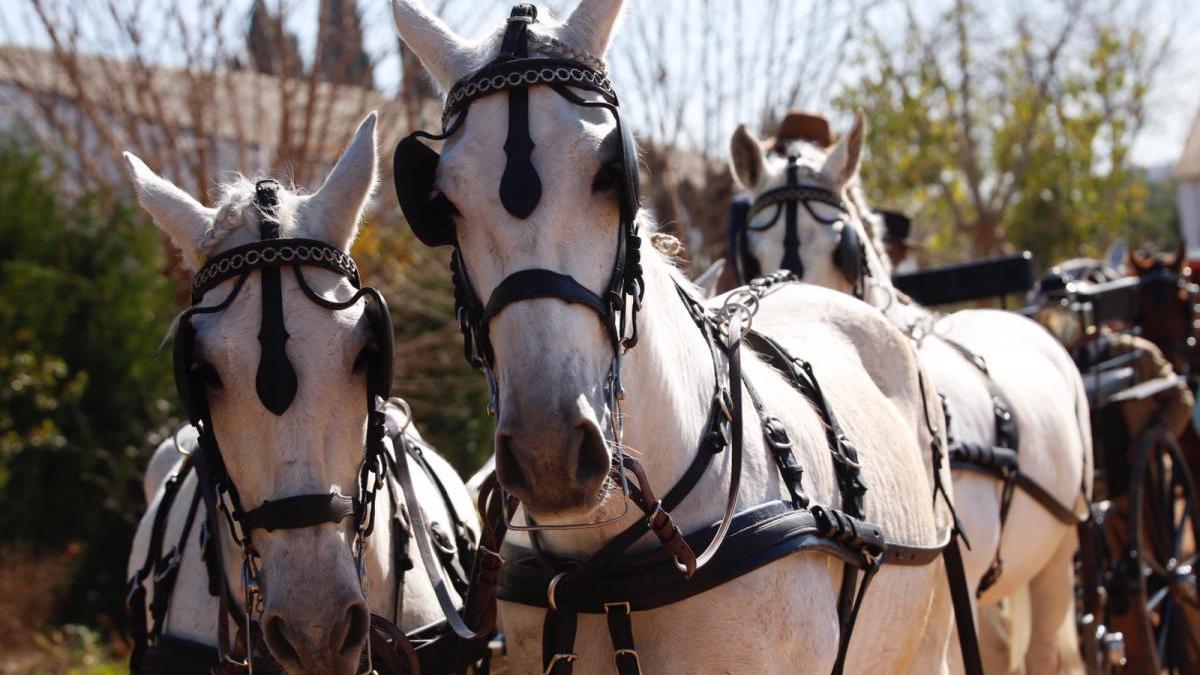 El Pacma pide que se prohíban por ley los caballos en ferias y romerías.
