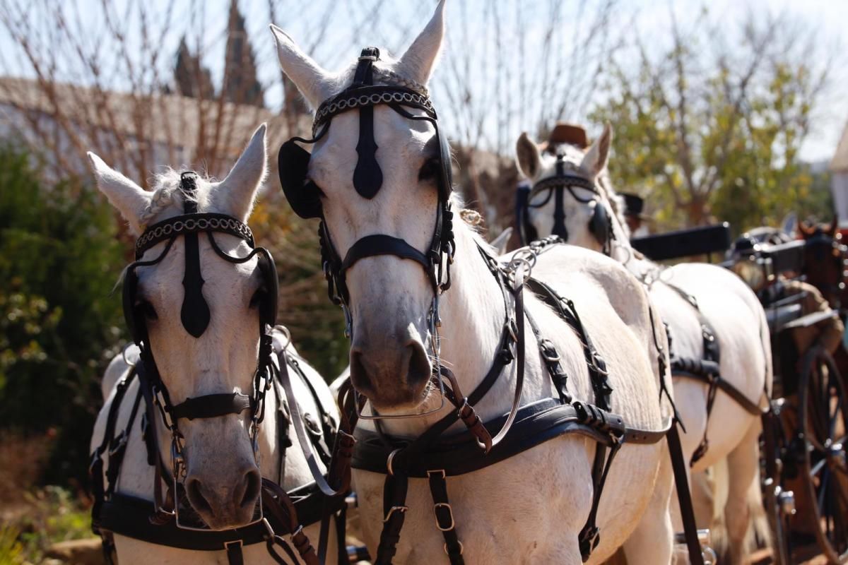 Cientos de caballistas y engances participan en la Marcha Hípica del 28-F en Córdoba