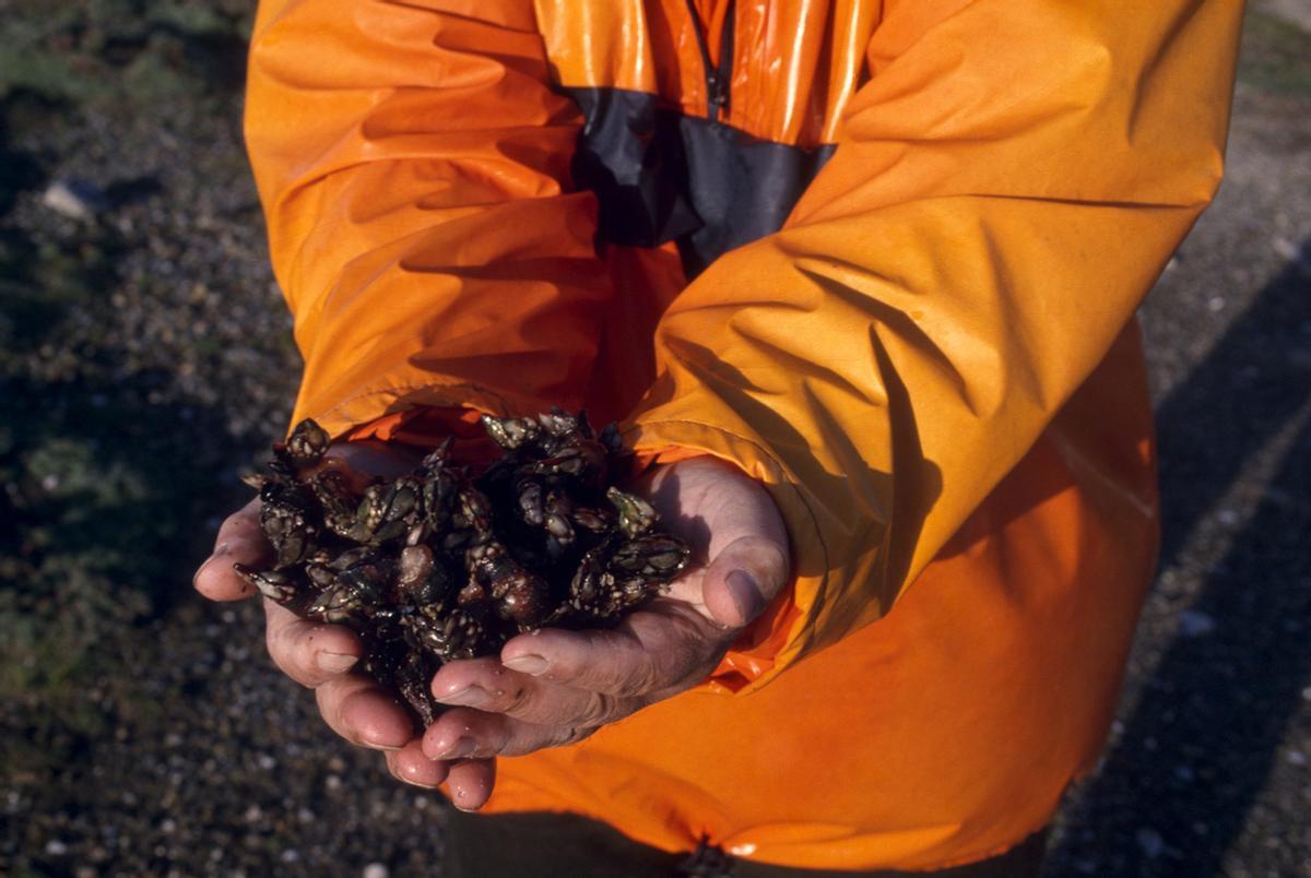 Percebes, uno de maricos más apreciados de Galicia