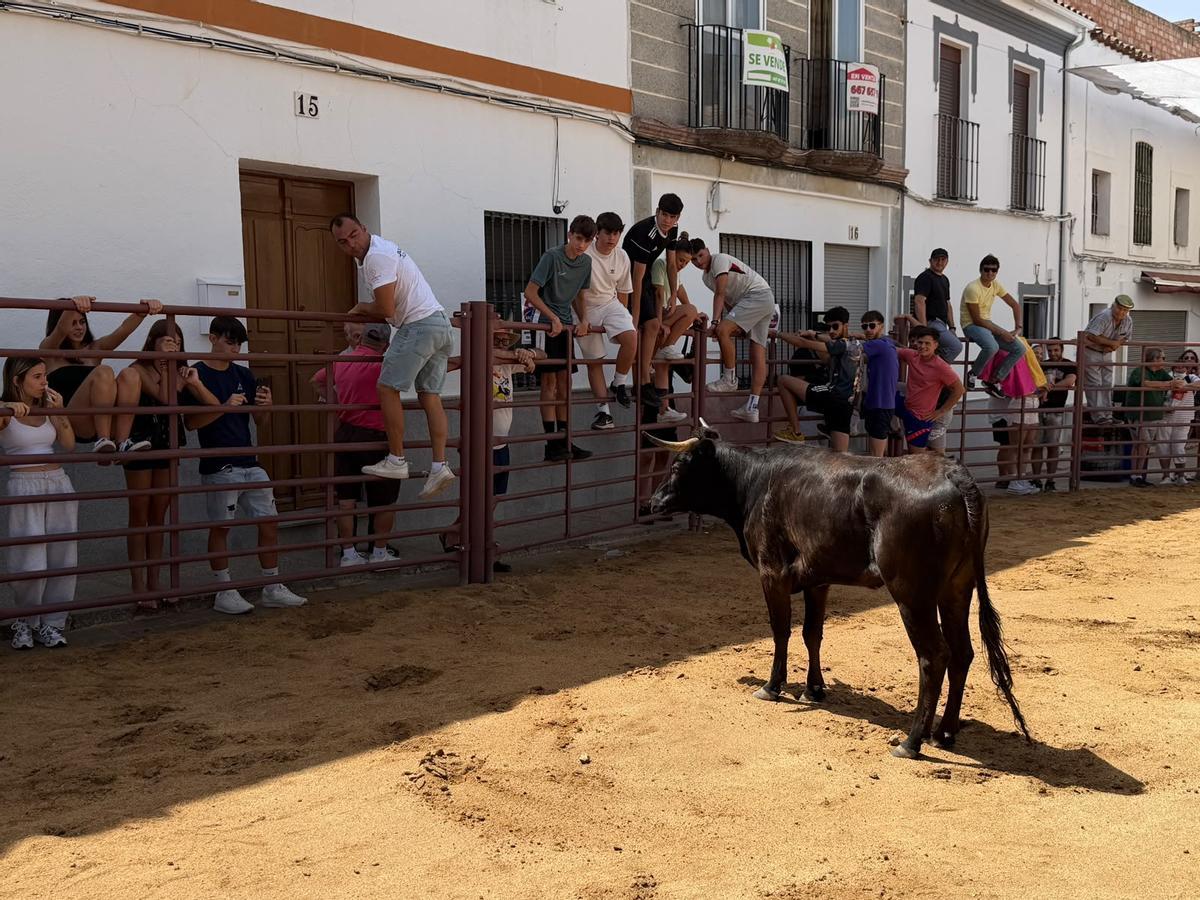 Comienzan los encierros de vacas bravas en la localidad de Alcaracejos: intensidad y emoción en las calles