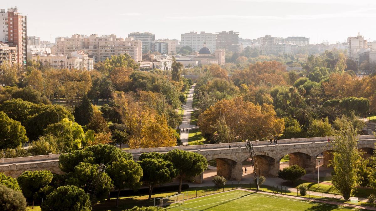 Pinos y jacarandas en el viejo cauce del Túria (València)