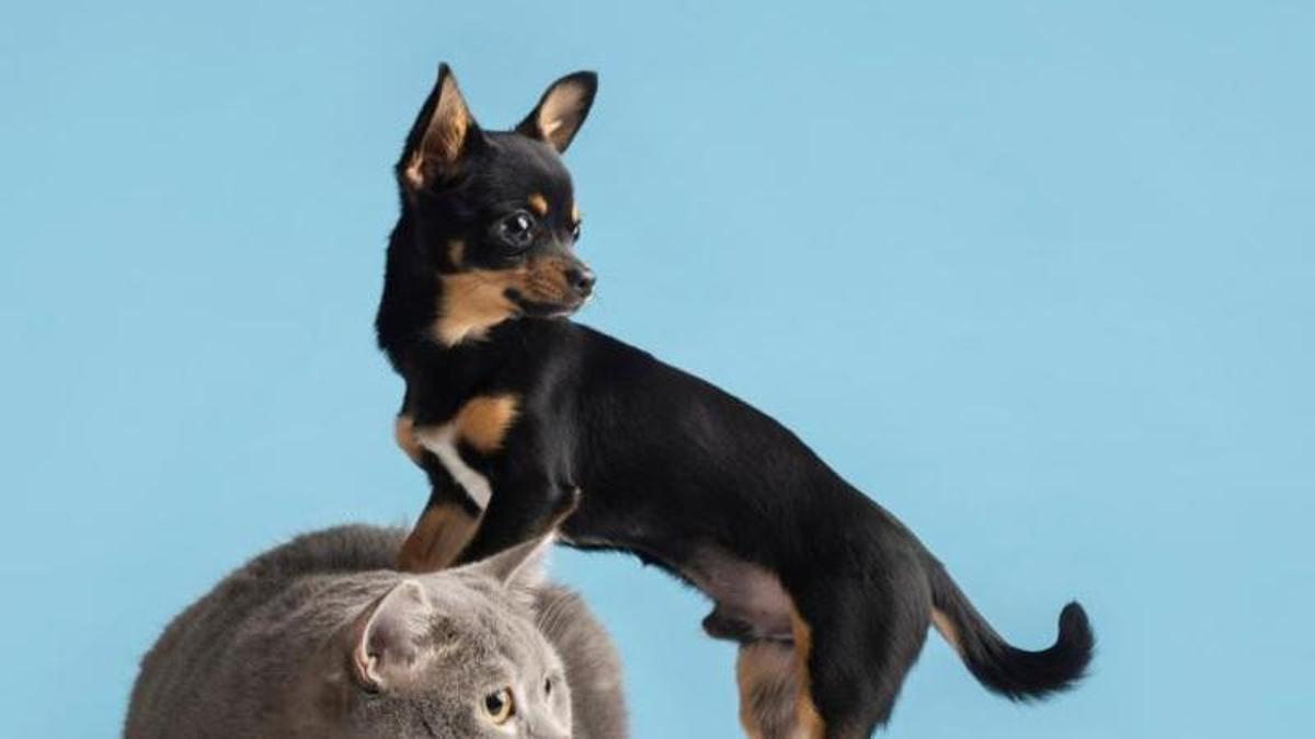Els problemes de salut que poden patir les nostres mascotes