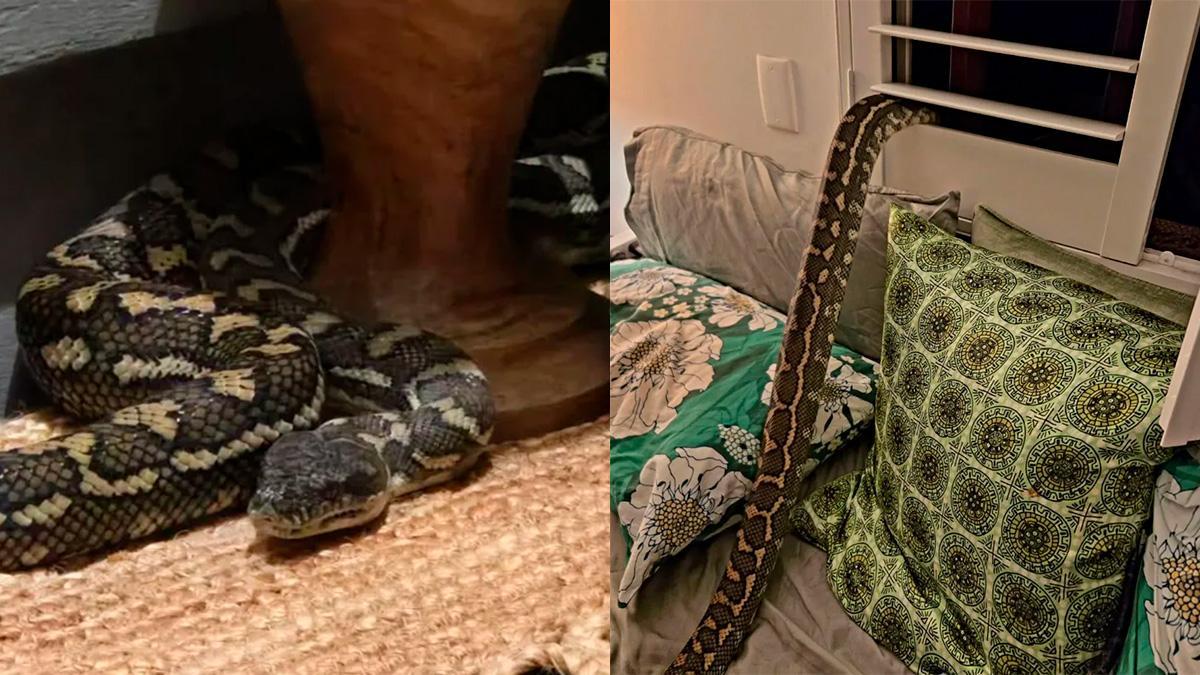 La serpiente de Rachel Bloor