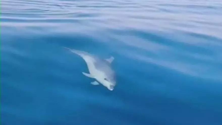 “Los delfines se acercaron a la tabla, estaban muy juguetones”: Lucien, sobre su encuentro con estos animales en el norte de Ibiza