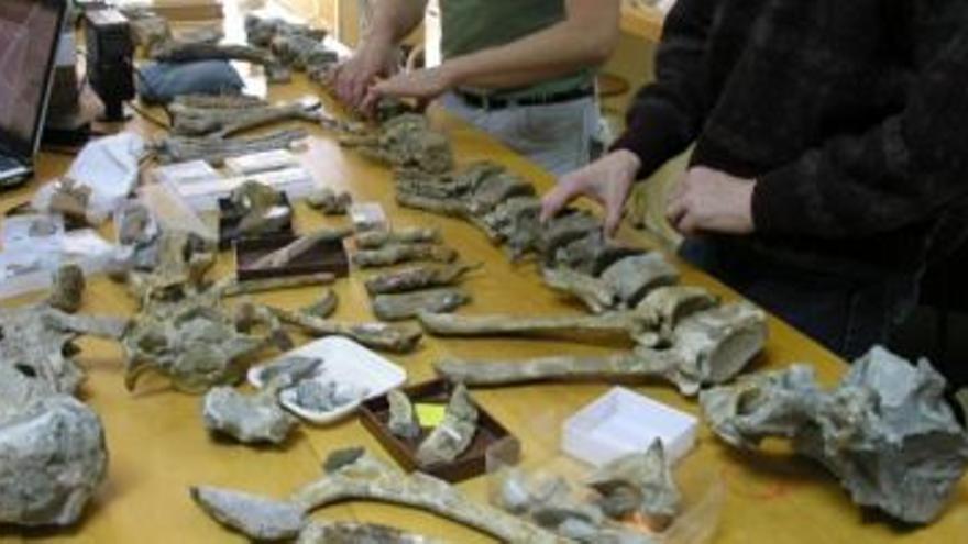 Descubierto en Arén el ´último dinosaurio´ que vivió en Europa