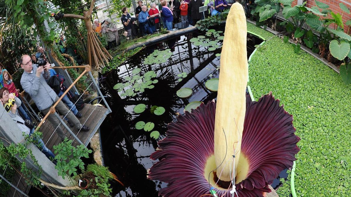 Ejemplar de flor cadáver en el Jardín Botánico de Kiel (Alemania).