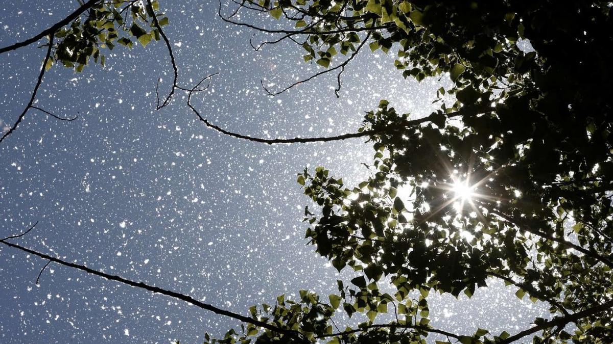 El cambio climático y la contaminación están provocando un aumento de las alergias al polen