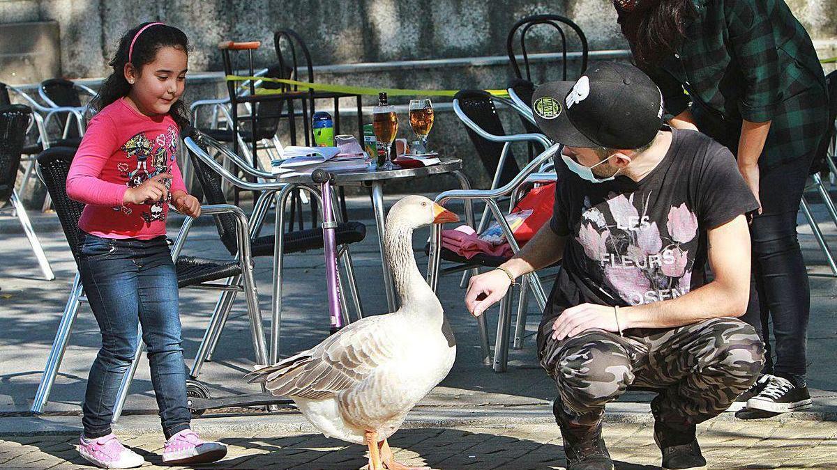 Una oca solitaria y un pavo &quot;que ya se nos escapó dos veces a la calle de los vinos&quot;