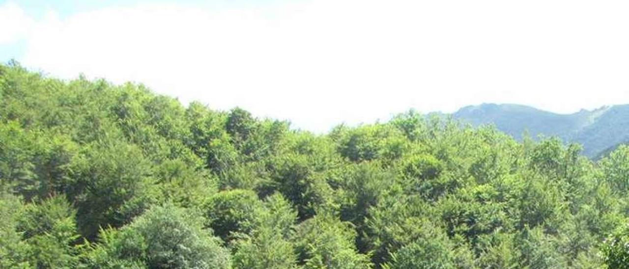 Miembros del FAPAS construyen una estación de polinización en el valle de Los Arrudos.