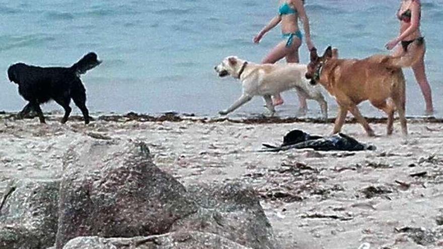 Perros sueltos en la playa de Lagoelas. // FdV