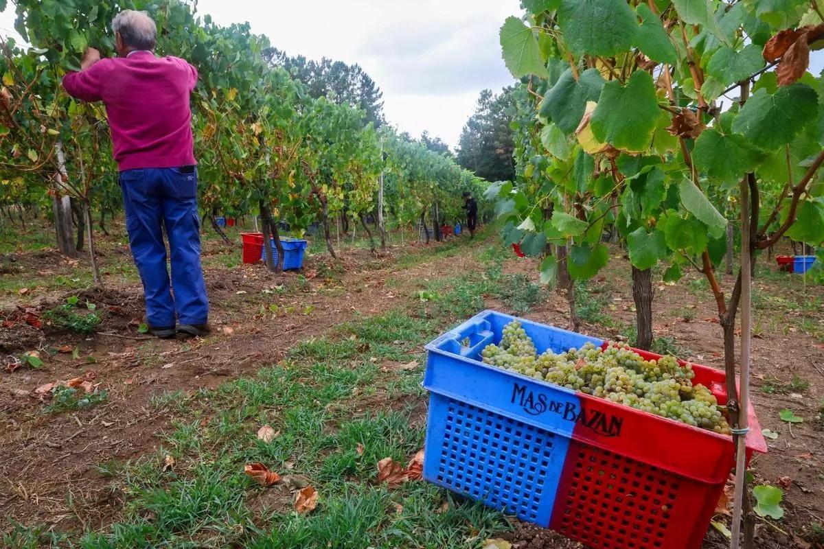 Recolección de uva para el primer espumoso de la bodega arousana Granbazán (O Salnés) en una parcela de Vedra (Ribeira do Ulla), en 2024.