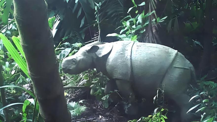 Localizada en estado salvaje una cría del rinoceronte más amenazado del mundo