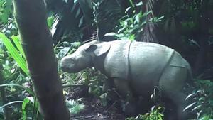 Este es el rinoceronte de Java ahora fotografiado