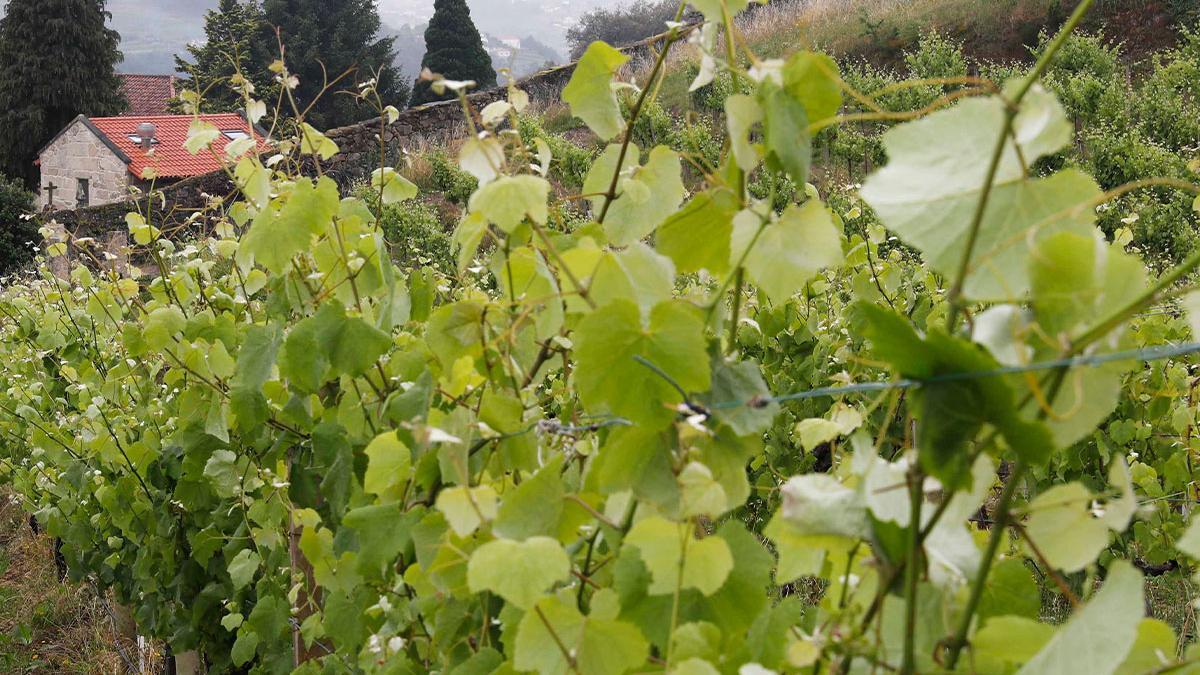 Viñedos de la bodega Marqués de Vizhoja en Arbo