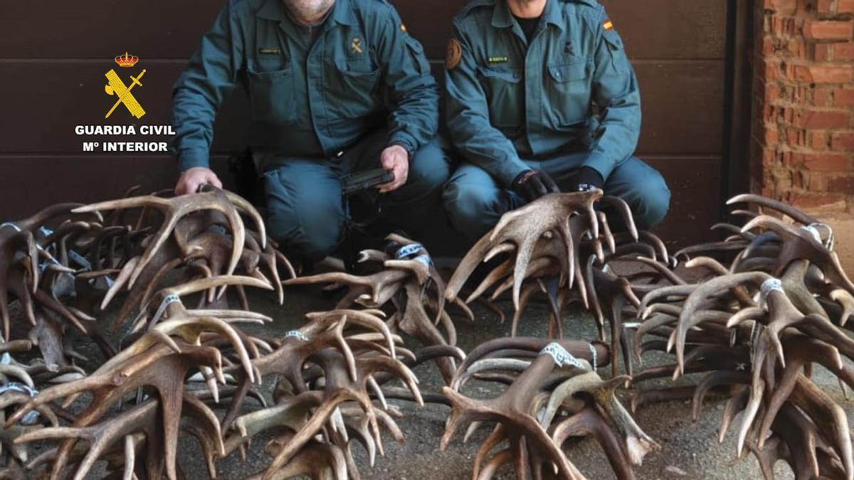 Investigadas dos personas por el robo de cuernos de ciervo y gamo en Zamora