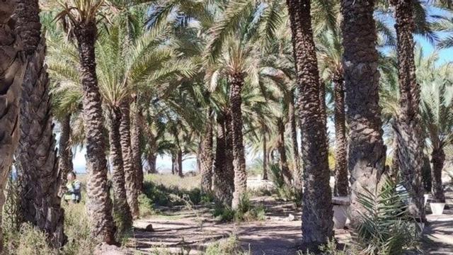 El movimiento ciudadano para proteger el palmeral de la playa de San Ginés aumenta. | L. O.