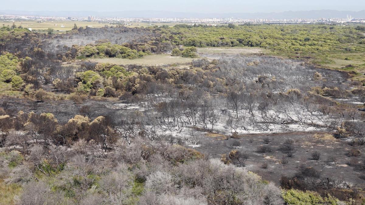 Huella de destrucción en el parque natural tras el incendio declarado el jueves en la Devesa del Saler.