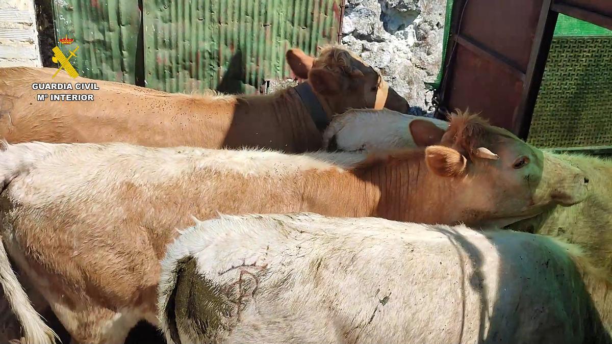 Ganado bovino intervenido en una finca de El Ronquillo