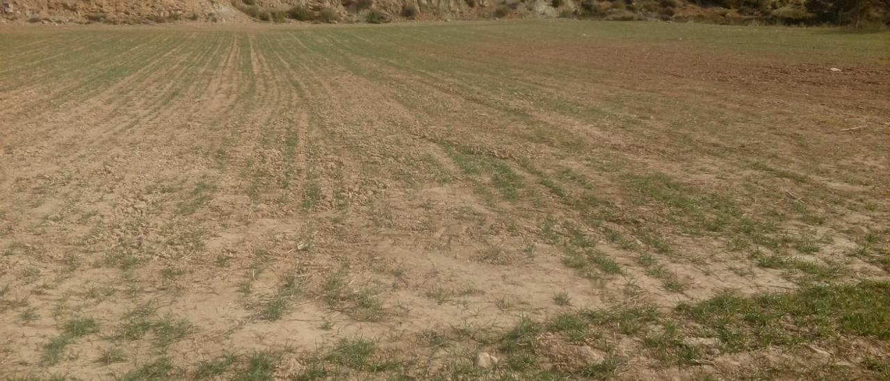 Un campo de cereales con los efectos evidentes de la sequía.