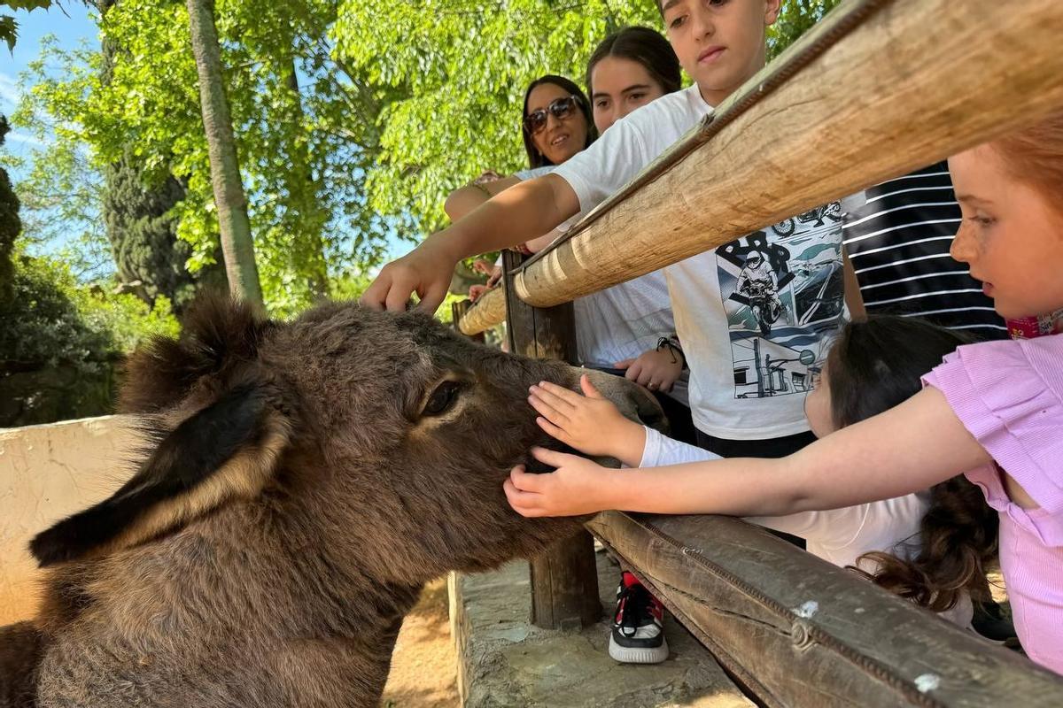 Varios niños acarician un burrito en el Zoológico de Córdoba.