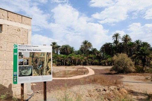 Mal estado de las Palmeras en el Oasis de Maspalomas y el Parque Tony Gallardo