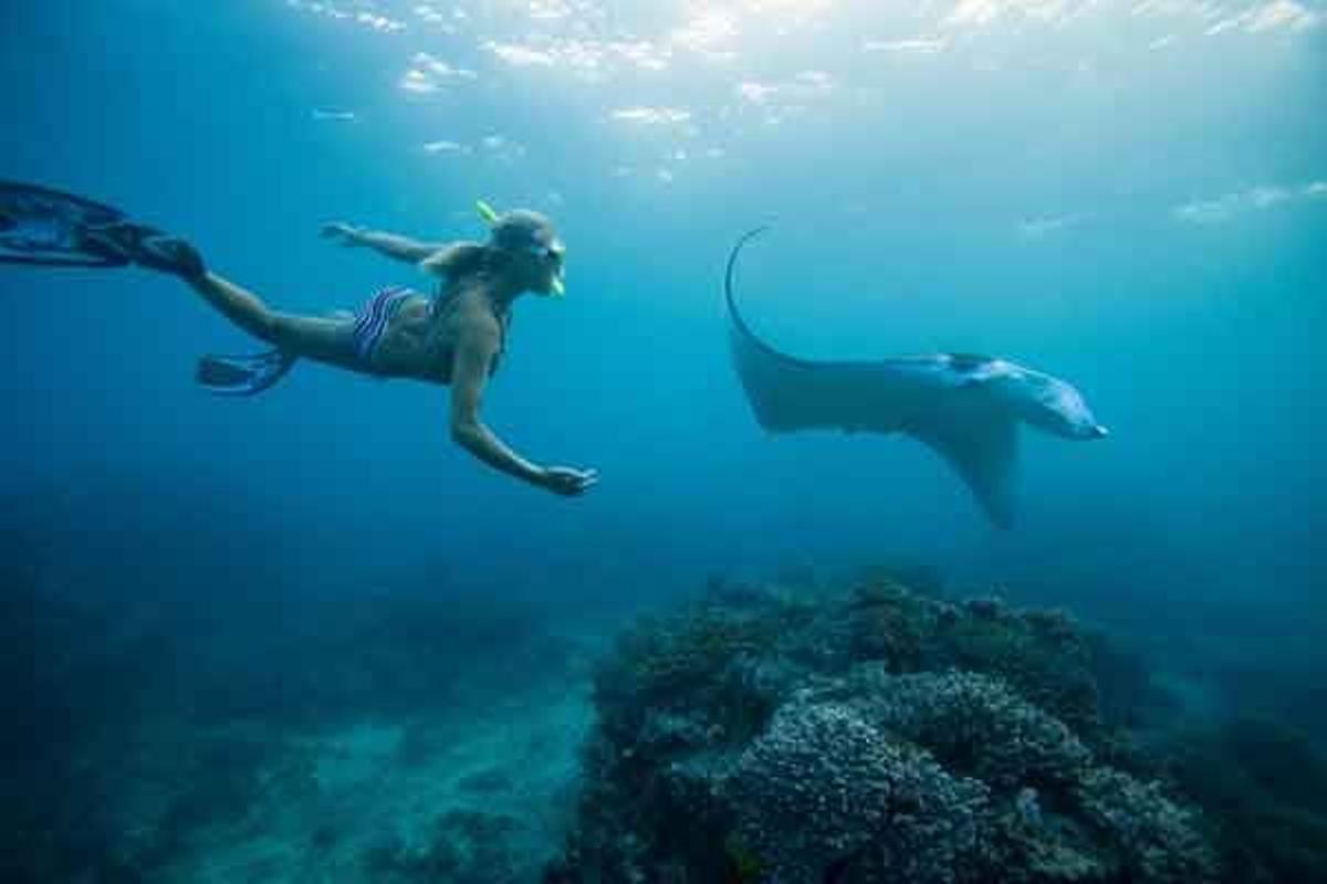 Nadando con una manta raya en Fiyi.