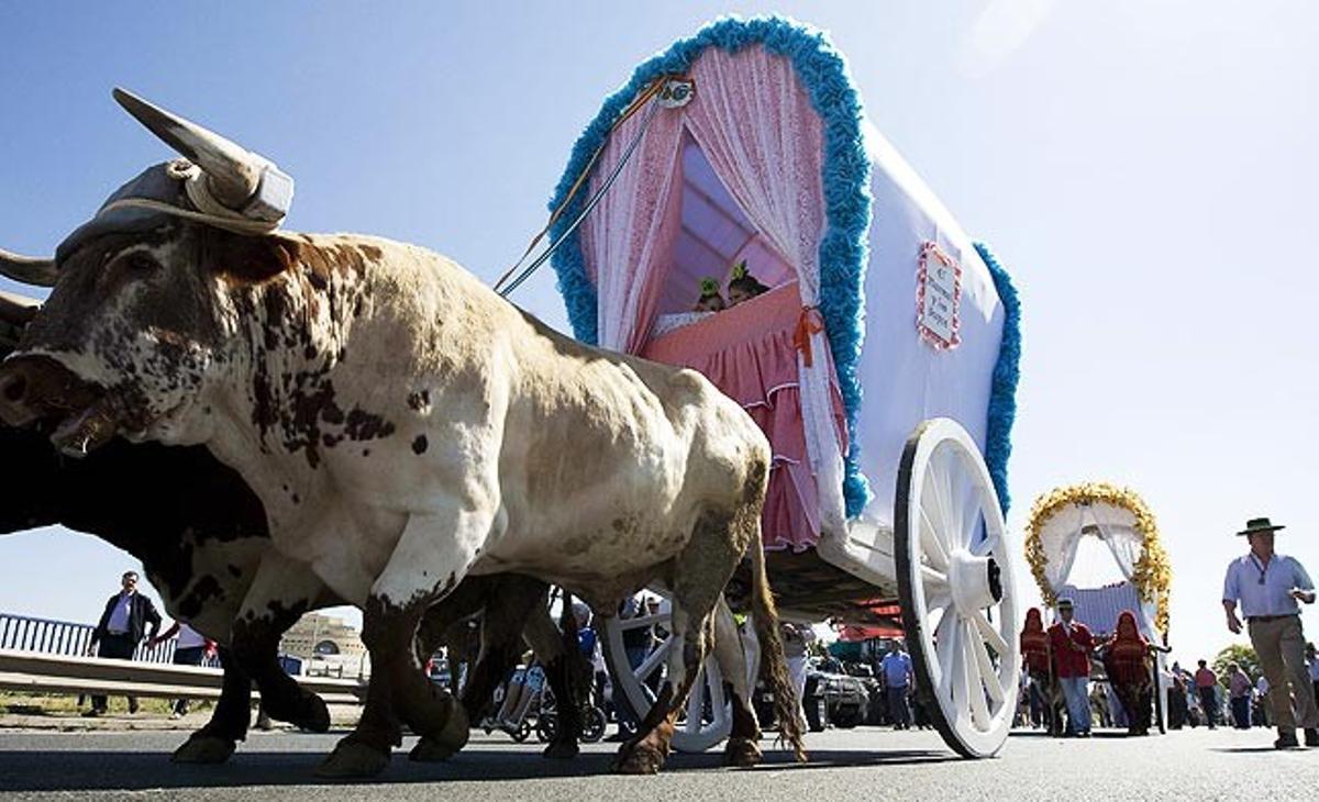 La sevillana germandat de Triana ha començat aquest dimecres el seu pelegrinatge cap al Rocío (Huelva). Hi haurà fins a 79 filials recorrent el camí.