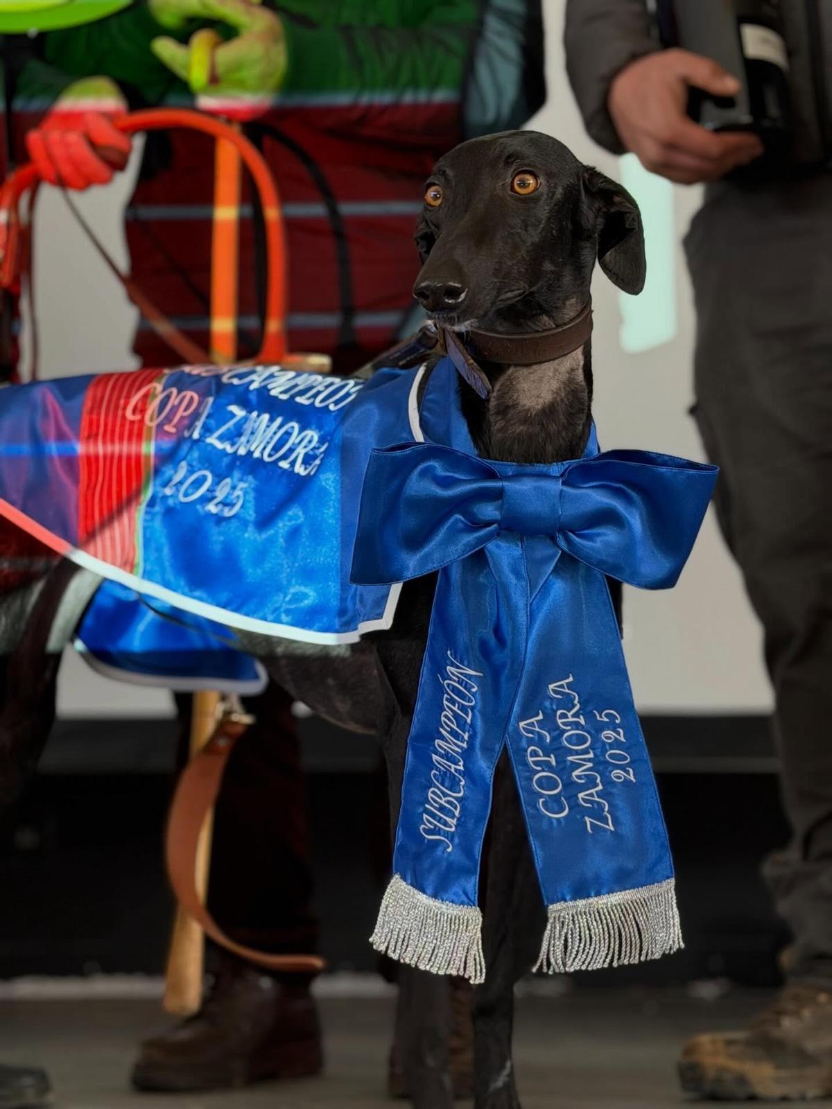 Atenea de Castrogonzalo