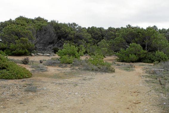 In Es Carnatge, dem letzten unverbauten Küstenabschnitt Palmas, aasten einst die Geier. Nun soll hier ein Park entstehen.