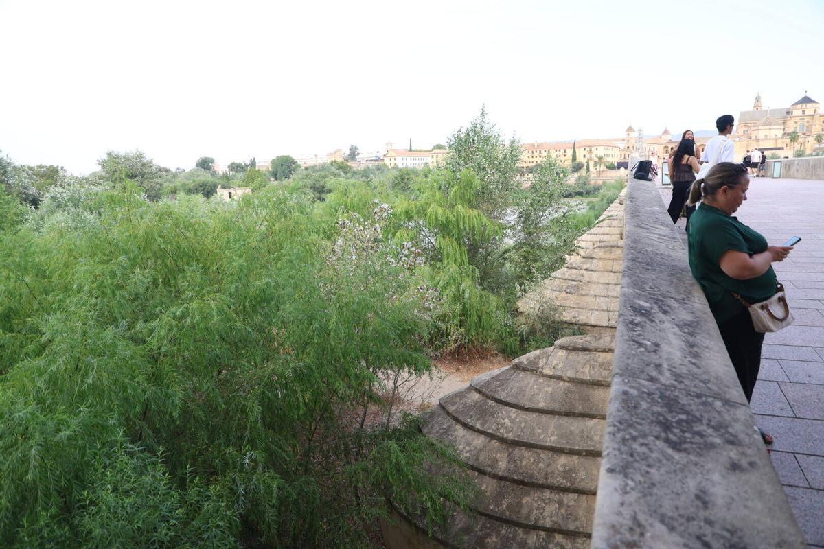 La vegetación toma el Puente Romano