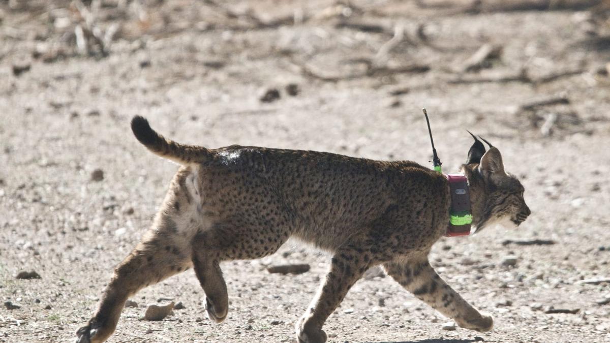 El lince iberico Troncho.