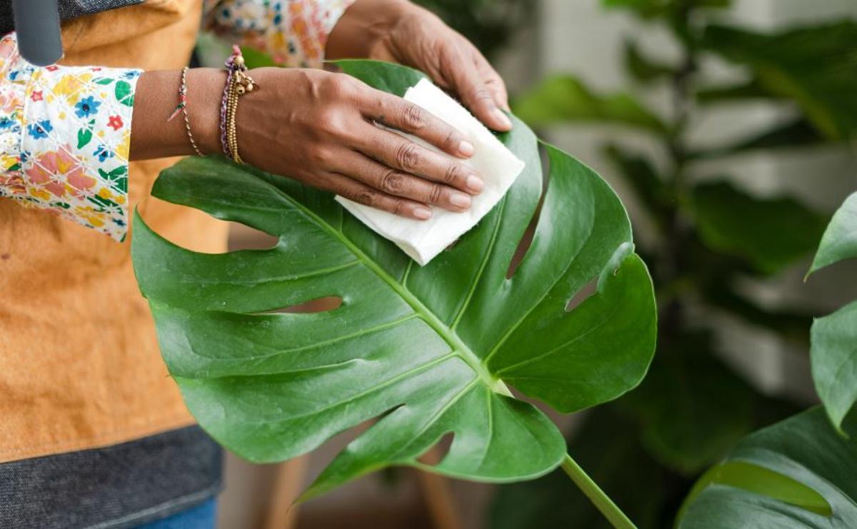 Consejos para limpiar las hojas de las plantas: todo lo que necesitas saber