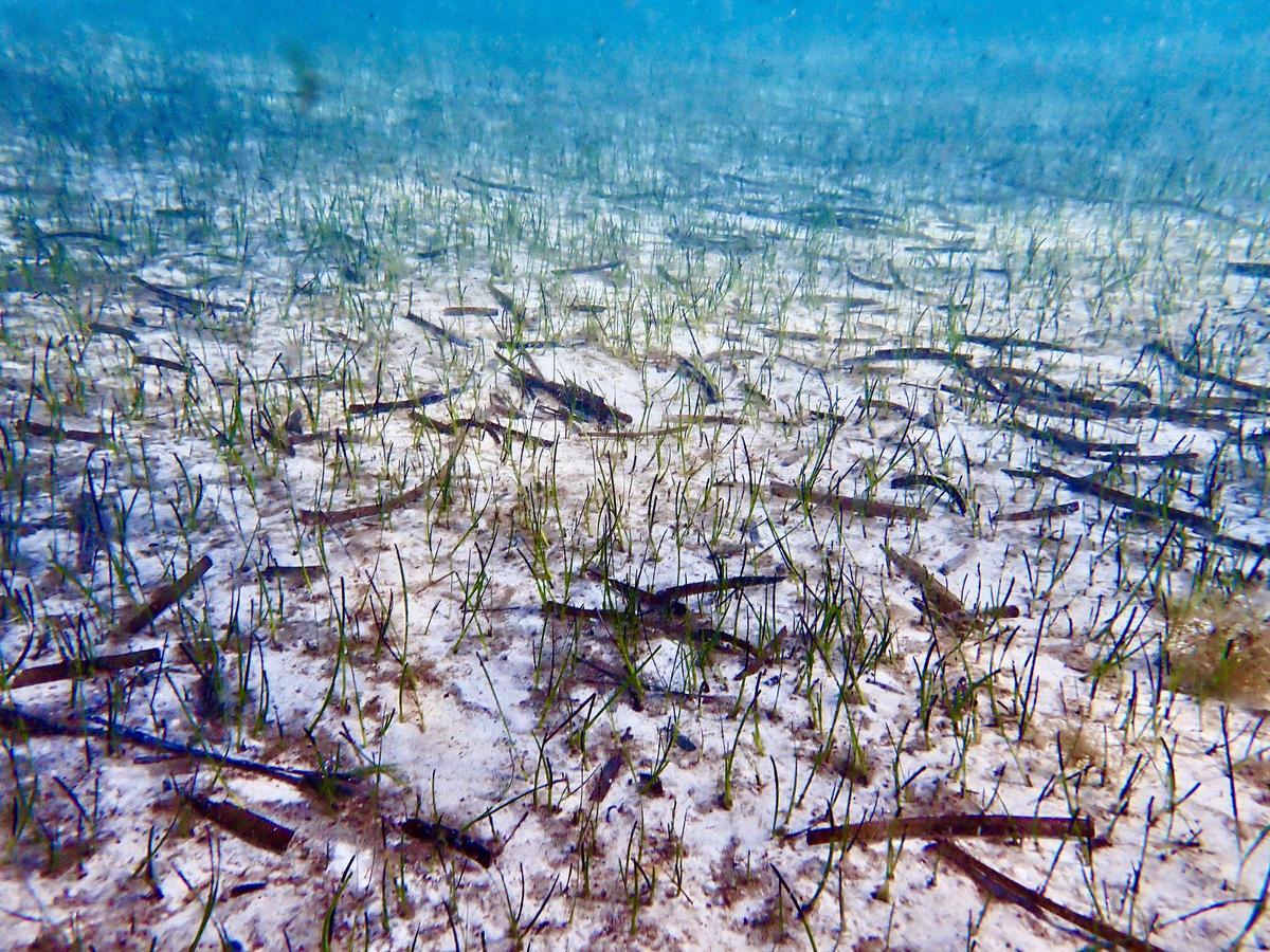 Praderas de 'Cymodocea nodosa' documentadas en Formentor por Arrels  Marines.