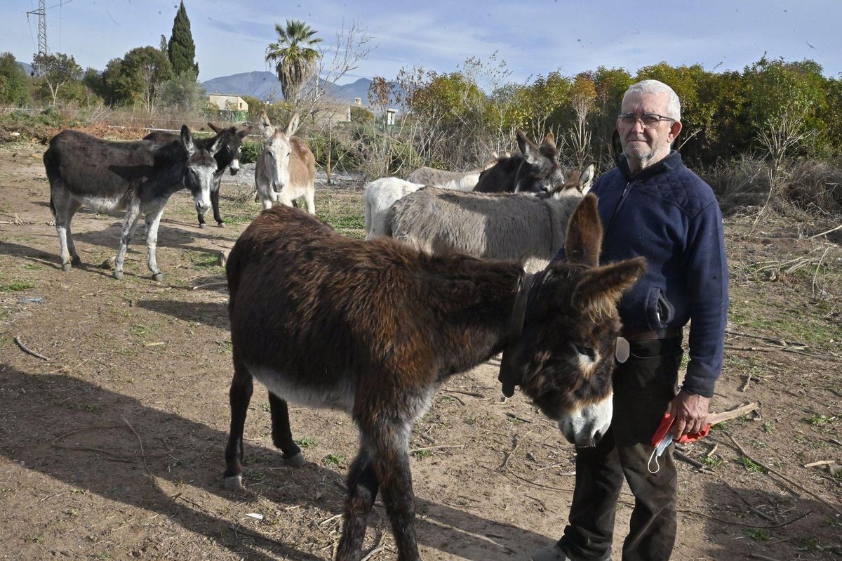 La nueva vida de los burros del Desert de les Palmes, en imágenes. / MANOLO NEBOT