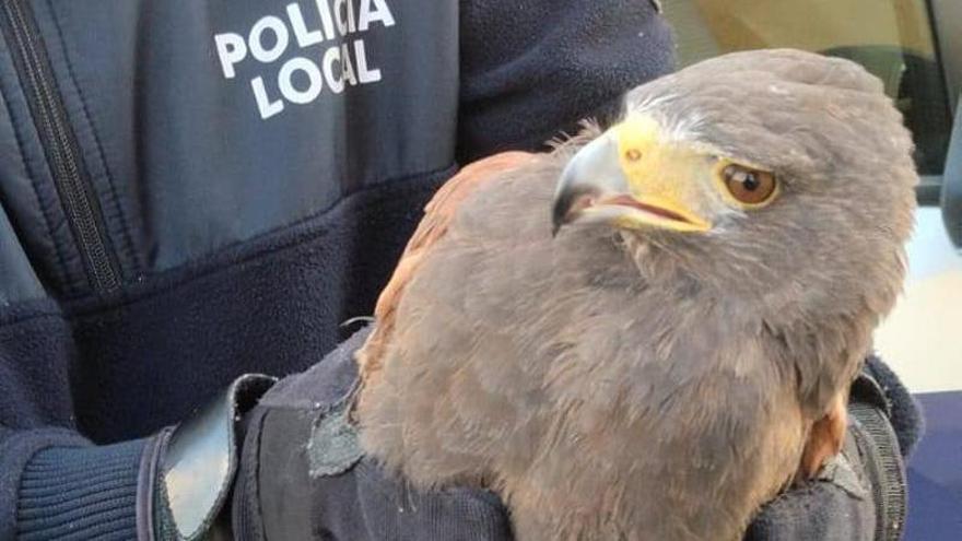 Un águila en las calles de Aspe - Información