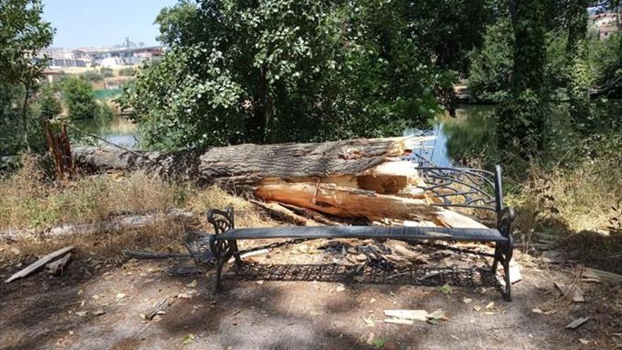 El ayuntamiento eliminará 21 árboles con alto riesgo de caída en La Isla