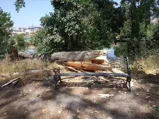 La caída de un chopo en un paseo del río recuerda la petición a la CHT de actuar