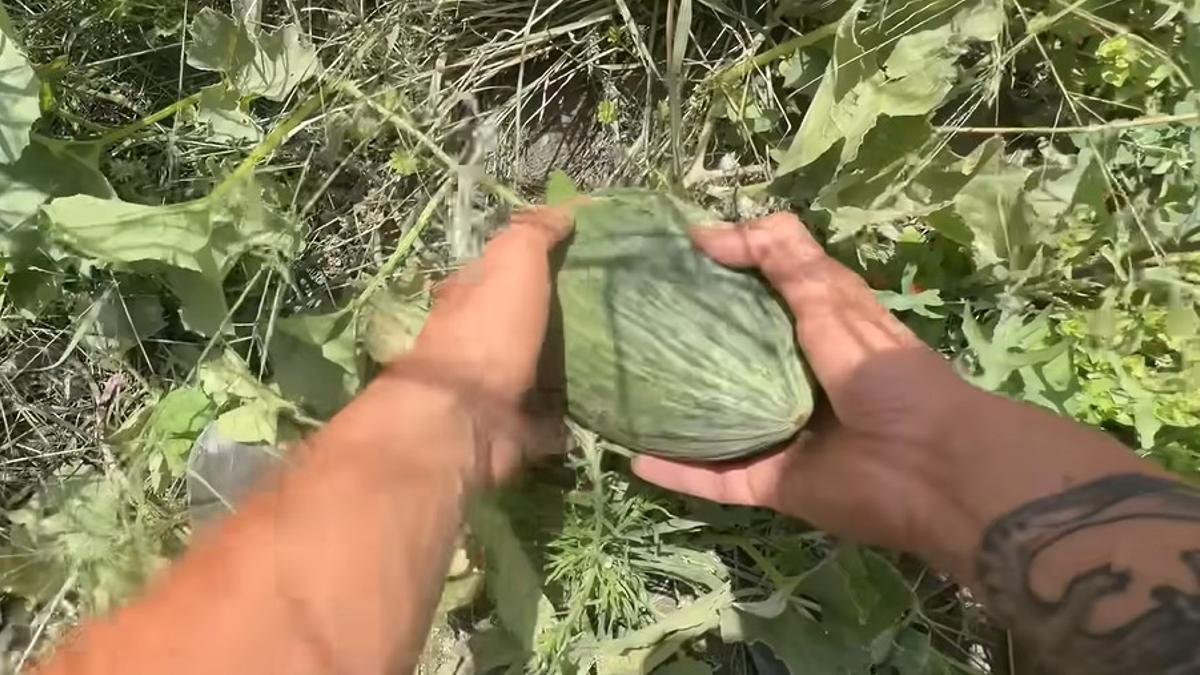 En la huerta ya aparecen las primeras sandías, además de pimientos, tomates, calabazas y melones.