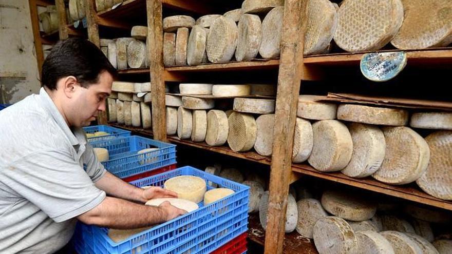 Bolaños, 60 toneladas de queso al mes