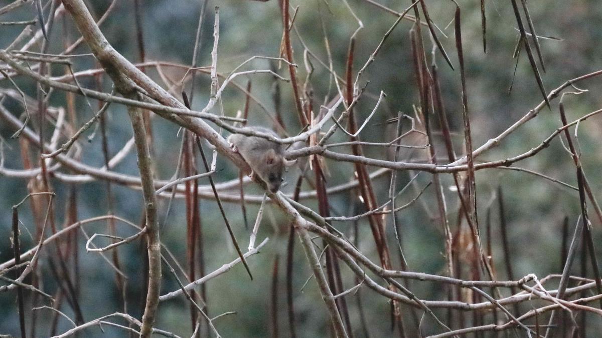 Una rata, este miércoles, en un árbol del Parque del Príncipe.