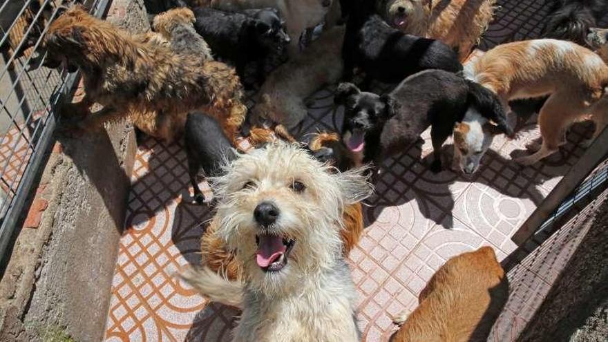 Perros en el refugio de animales de Vigo. marta g. brea
