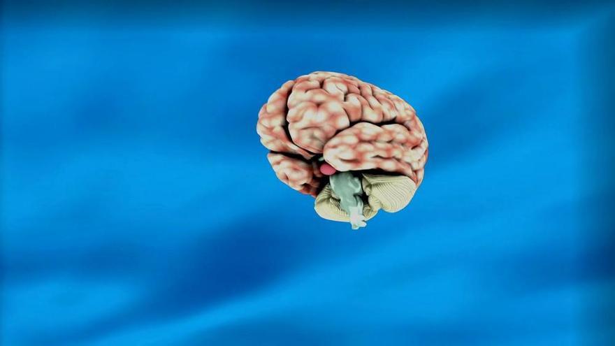 El cerebro del hombre se atrofia antes, según la UV y la UPV