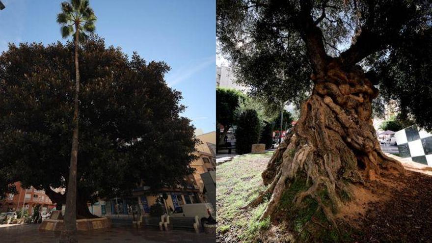 El ficus de María Agustina y la olivera de Rey don Jaime, patrimonio de Castellón