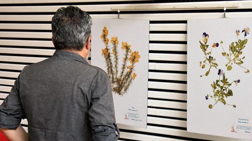 Láminas recogidas en la exposición ‘O Herbario de Rosalía’