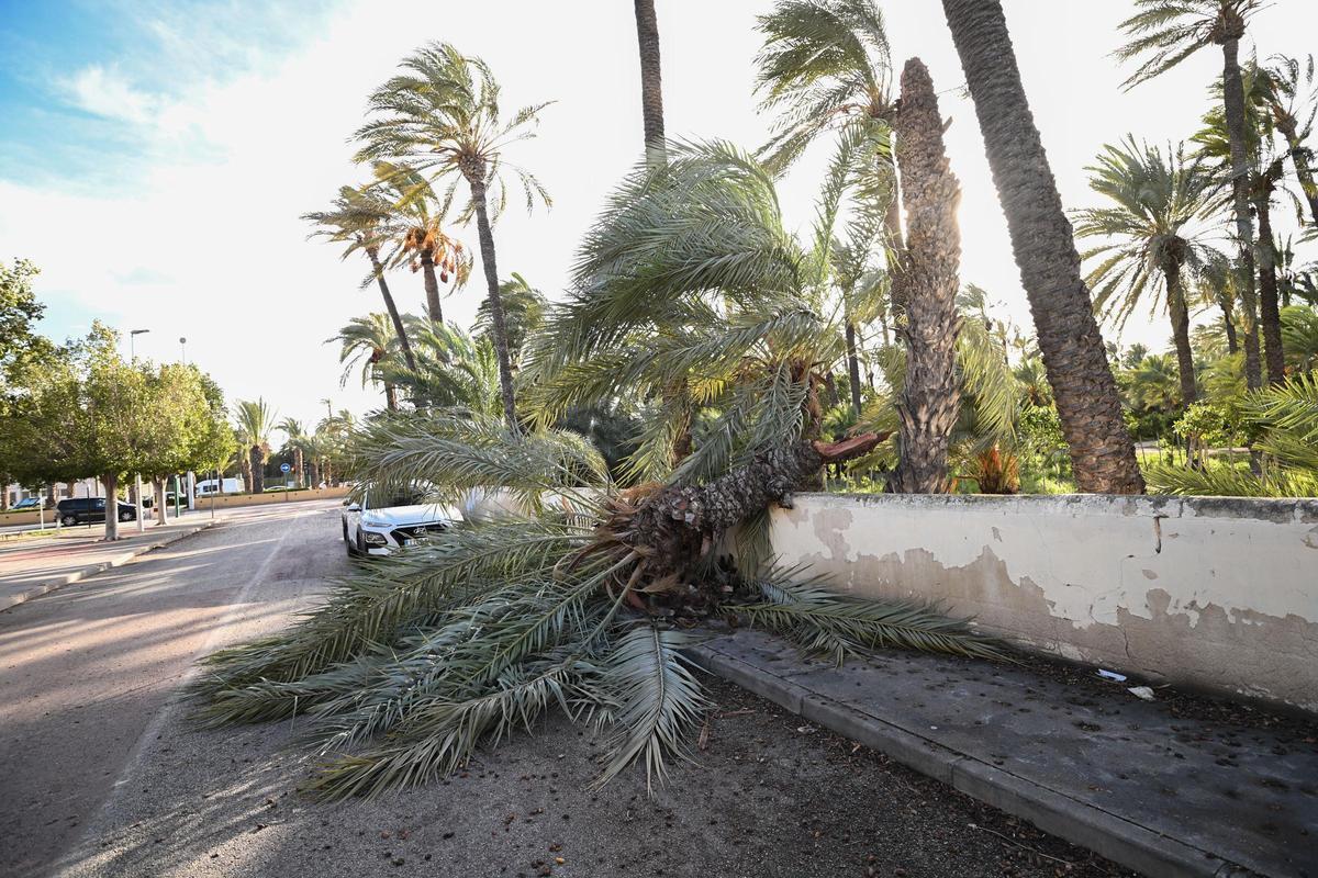Decenas de incidencias en Elche por las fuertes rachas de viento